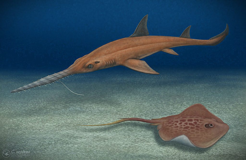 Pochitaserra Patriciacanalae — Az új Pochitáról elnevezett Sawshark!