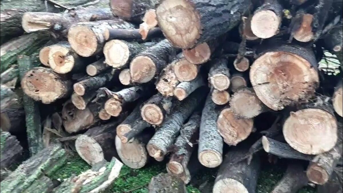 Agents of the Four Seasons Anime: Megérkezett a téli vizuál és trailer!