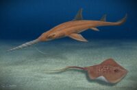 Pochitaserra Patriciacanalae — Az új Pochitáról elnevezett Sawshark!